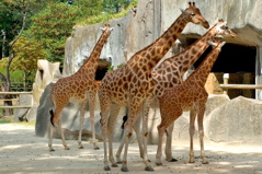 Lune de Miel - A Tower of Giraffe